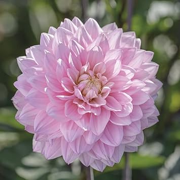 Dahlias Flower seeds for Planting Drought Tolerant Heirloom & GMO Free Seeds for Home Garden
Sale seeds for home garden planting