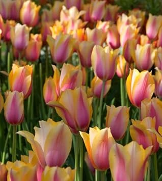 Yellow Pink Tulip Flower seeds for Planting - Wildflower Mix, Heirloom & GMO Free Seeds for Home Garden
Sale seeds for planting in home garden