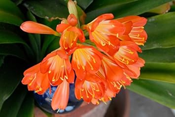 Orange Miniata Flower seeds for Planting - Bright Blooms, Heirloom & GMO Free Seeds for Home Garden
Sale for planting in home garden