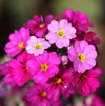 Pink Primrose Flower seeds for Planting - Bright Blooms, Heirloom & GMO Free Seeds for Home Garden
Sale for planting in home garden