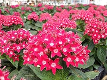 Pink Pentas Flower seeds for Planting - Vibrant Colors, Heirloom & GMO Free Seeds for Home Garden
Sale for planting in home garden.