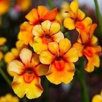 Yellow Nemesia Flower seeds for Planting - Colorful Display, Heirloom & GMO Free Seeds for Home Garden
Sale for planting in home garden