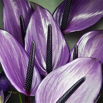 Lavender Anthurium Flower seeds for Planting - Wildflower Mix, Heirloom & GMO Free Seeds for Home Garden
Sale seeds for planting in home garden