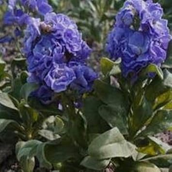 Blue Matthiola Incana Flower seeds for Planting - Garden Favorite, Heirloom & GMO Free Seeds for Home Garden
Sale for planting in home garden