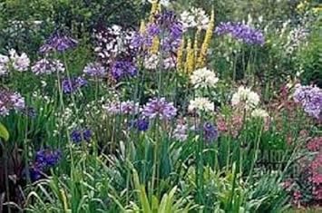 Mix Agapanthus Flower seeds for Planting - Perfect for Borders, Heirloom & GMO Free Seeds for Home Garden
Sale for planting in home garden.