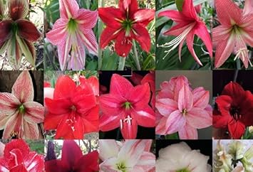 Hippeastrum Rutilum Mixed Flower seeds for Planting - Shade Tolerant, Heirloom & GMO Free Seeds for Home Garden
Sale for planting in home garden
