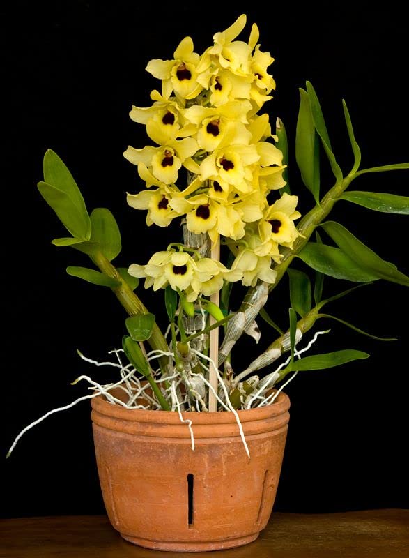Yellow Dendrobium Orchid Flower seeds for Planting - Sun Loving, Heirloom & GMO Free Seeds for Home Garden
Sale for planting in home garden.