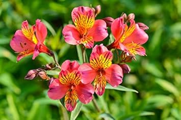 Red Yellow Alstroemeria Flower seeds for Planting - Bright Blooms, Heirloom & GMO Free Seeds for Home Garden
Sale for planting in home garden