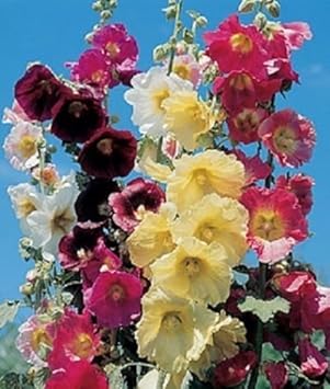 Mixed Danish Hollyhock Flower seeds for Planting - Hardy Variety, Heirloom & GMO Free Seeds for Home Garden
Sale seeds for planting in home garden