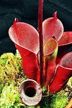 Red Heliamphora Pulchella Flower seeds for Planting - Hardy Variety, Heirloom & GMO Free Seeds for Home Garden
Sale for planting in home garden