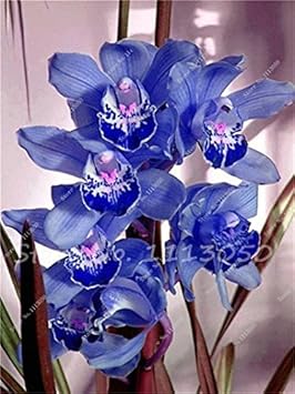 Blue Cymbidium Flower seeds for Planting Long Bloom Season Heirloom & GMO Free Seeds for Home Garden
Sale seeds for home garden planting