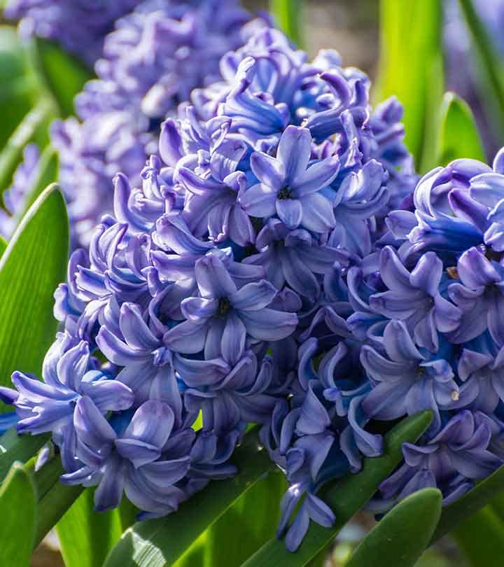Blue Hyacinthus Flower seeds for Planting - Wildflower Mix, Heirloom & GMO Free Seeds for Home Garden
Sale seeds for planting in home garden