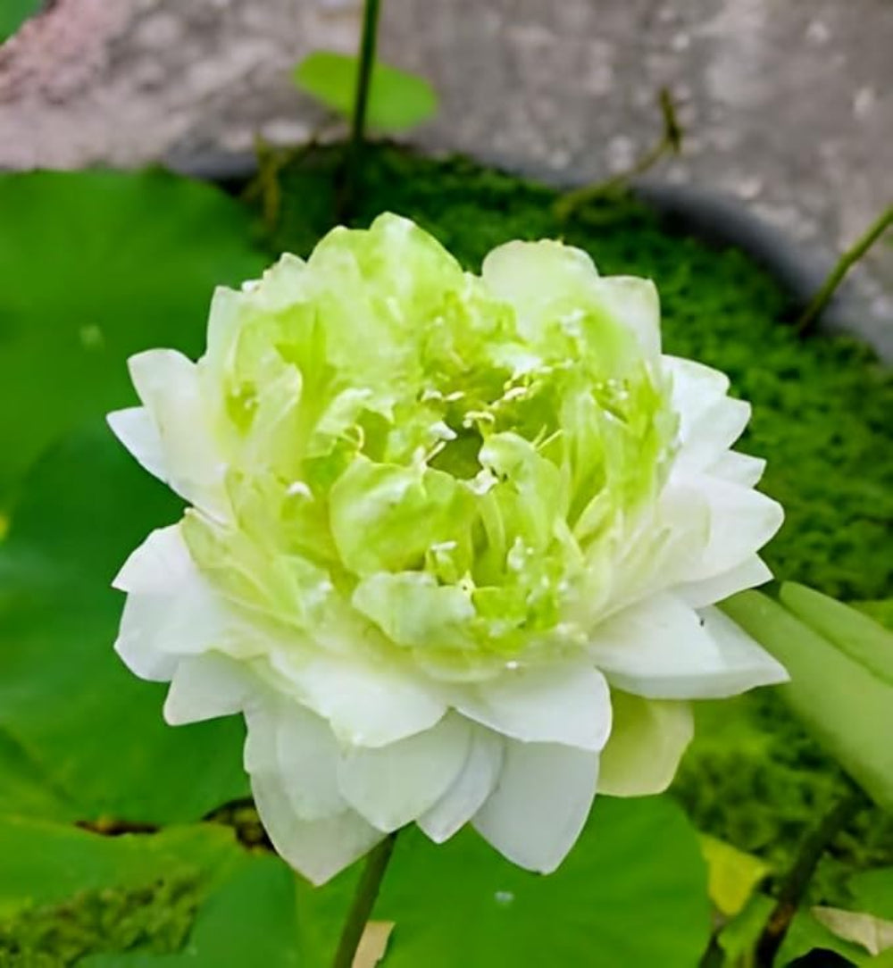 Green Lotus Seeds – Unique Leafy Aquatic Plant for Garden Ponds