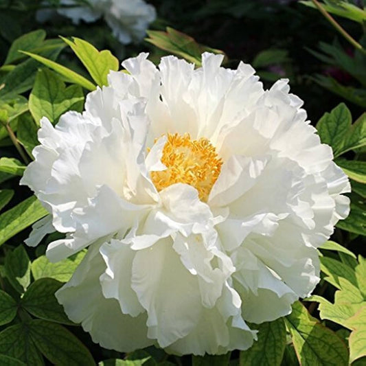 White Peony Flower Seeds for Planting – Heirloom, Non-GMO, Perennial, Spring Blooms