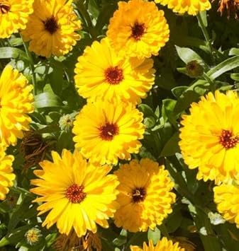 Yellow Calendula Flower seeds for Planting - Drought Tolerant, Heirloom & GMO Free Seeds for Home Garden
Sale for planting in home garden.