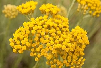 immortelle flower seeds Heirloom Immortelle Flower seeds for Planting Shade Tol