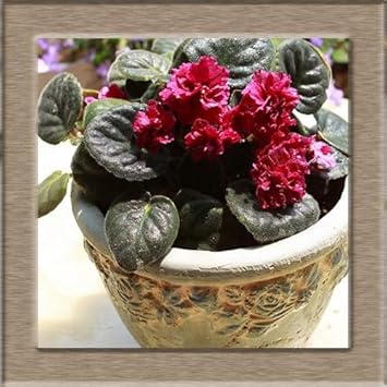 Red African Violet Flower seeds for Planting - Bright Blooms, Heirloom & GMO Free Seeds for Home Garden
Sale for planting in home garden