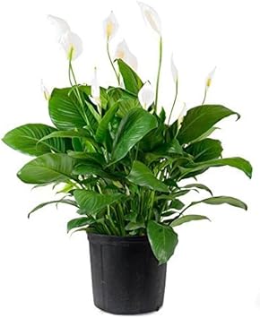 Green Spathiphyllum Flower seeds for Planting - Easy to Grow, Heirloom & GMO Free Seeds for Home Garden
Sale seeds for planting in home garden