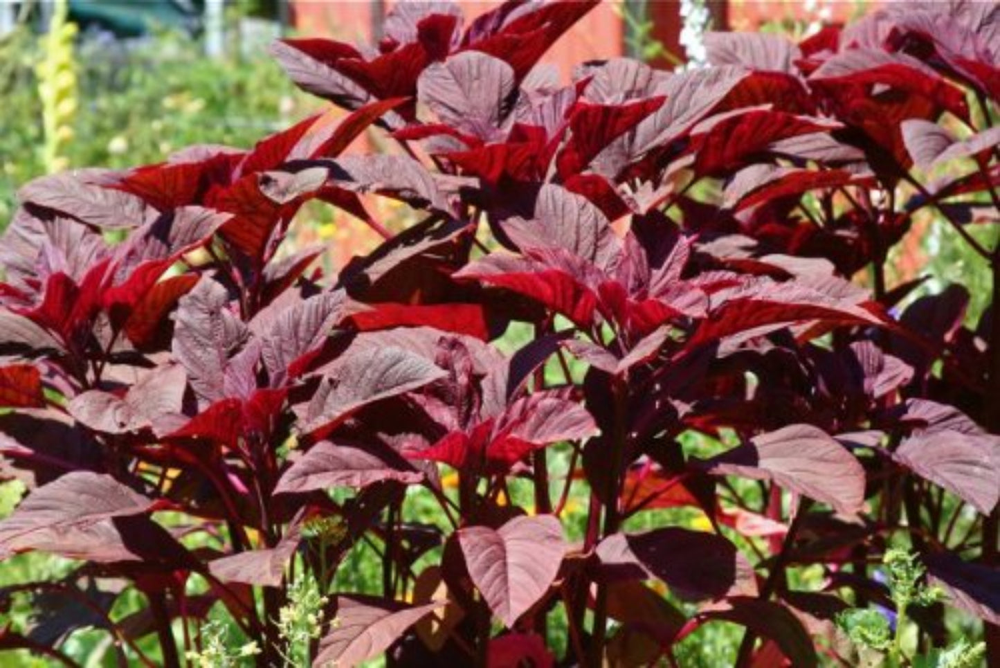 Amaranthus Gangeticus (Elephant Head Amaranth) Seeds - Unique Ornamental & Edible Plant