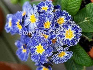 Blue Zebra Primula Flower seeds for Planting - Compact Growth, Heirloom & GMO Free Seeds for Home Garden
Sale for planting in home garden.