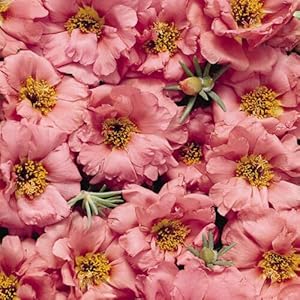 Sundial (Sundial Peach) seeds for planting in home garden