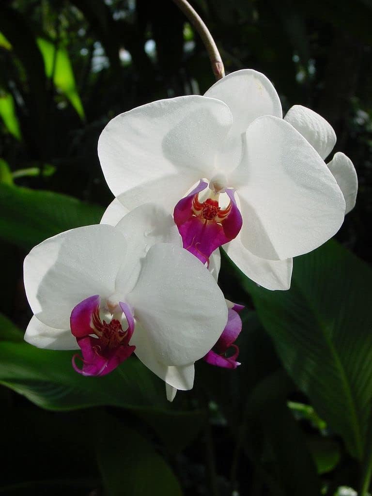 White Butterfly Orchid Flower seeds for Planting - Long Bloom Season, Heirloom & GMO Free Seeds for Home Garden
Sale seeds for planting in home garden