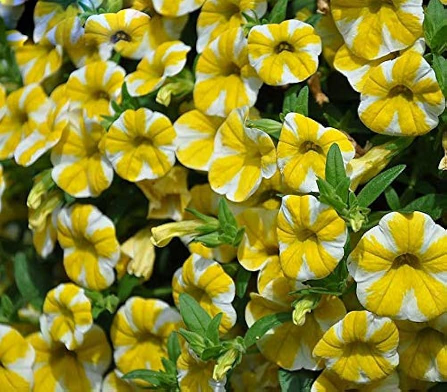 White Yellow Calibrachoa Flower seeds for Planting - Wildflower Mix, Heirloom & GMO Free Seeds for Home Garden