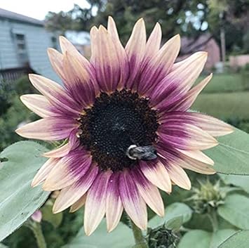 Cream Violet SunFlower seeds for Planting - Compact Growth, Heirloom & GMO Free Seeds for Home Garden
Sale for planting in home garden