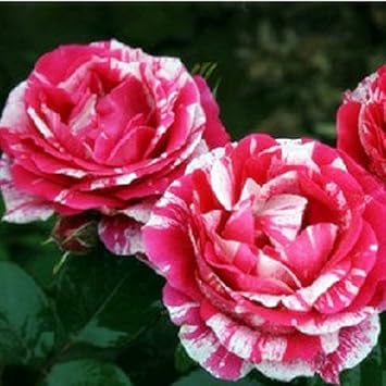Pink White Stripe Rose Flower seeds for Planting - Colorful Display, Heirloom & GMO Free Seeds for Home Garden
Sale seeds for planting in home garden