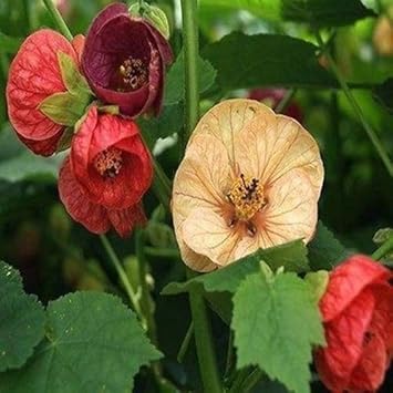 Mixed Abutilon Bellevue Flower seeds for Planting - Hardy Variety, Heirloom & GMO Free Seeds for Home Garden
Sale for planting in home garden
