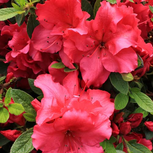 赤いシャクナゲの花の種