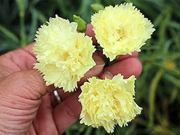 Light Yellow Carnations Flower seeds for Planting - Pollinator Friendly, Heirloom & GMO Free Seeds for Home Garden
Sale for planting in home garden