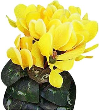 Light Yellow Cyclamen Flower seeds for Planting - Cut Flower Favorite, Heirloom & GMO Free Seeds for Home Garden
Sale for planting in home garden.