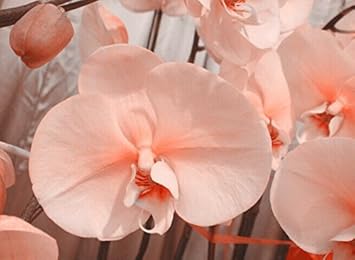 Pale Pink Orchid Flower seeds for Planting Wildflower Mix Heirloom & GMO Free Seeds for Home Garden
Sale for planting in home garden