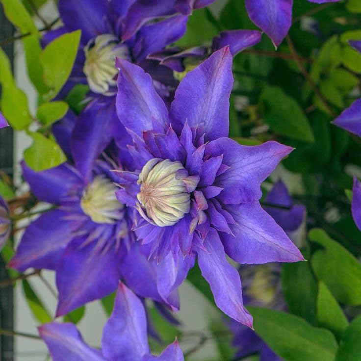 Blue Clematis Flower Seeds