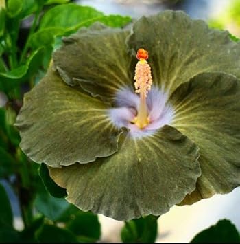 Army Green Hibiscus Flower seeds for Planting - Wildflower Mix, Heirloom & GMO Free Seeds for Home Garden
Sale for planting in home garden