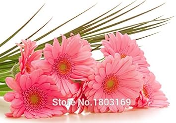 Pink Leucanthemum Flower seeds for Planting - Wildflower Mix, Heirloom & GMO Free Seeds for Home Garden
Sale for planting in home garden