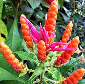 Deep Blue Pachystachys Lutea Flower seeds for Planting - Seasonal Bloomer, Heirloom & GMO Free Seeds for Home Garden
Sale for planting in home garden