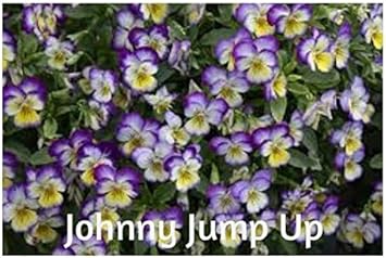Blue Jump Up Flower seeds for Planting - Cottage Garden Essential, Heirloom & GMO Free Seeds for Home Garden
Sale for planting in home garden