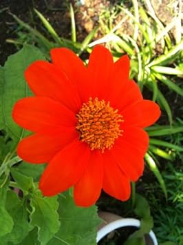 Red Tithonia Rotundifolia Flower seeds for Planting - Premium Quality, Heirloom & GMO Free Seeds for Home Garden
Sale seeds for planting in home garden