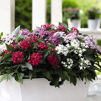 Pentas Flower seeds for Planting Vibrant Colors Heirloom & GMO Free Seeds for Home Garden
Sale for planting in home garden