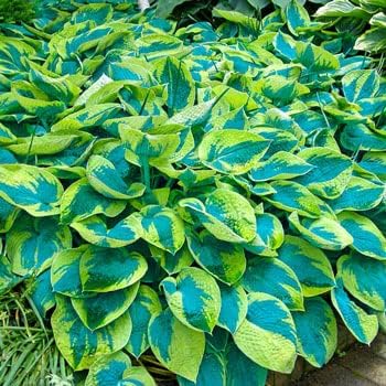 Green Blue Hosta Flower seeds for Planting - Long Bloom Season, Heirloom & GMO Free Seeds for Home Garden
Sale for planting in home garden.
