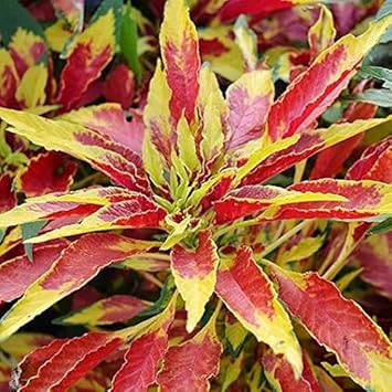 Yellow Red Poinsettia Flower seeds for Planting - Vibrant Colors, Heirloom & GMO Free Seeds for Home Garden
Sale for planting in home garden