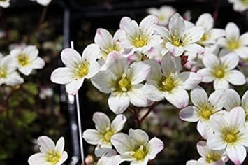 White Burren Flower seeds for Planting - Garden Favorite, Heirloom & GMO Free Seeds for Home Garden
Sale seeds for planting in home garden