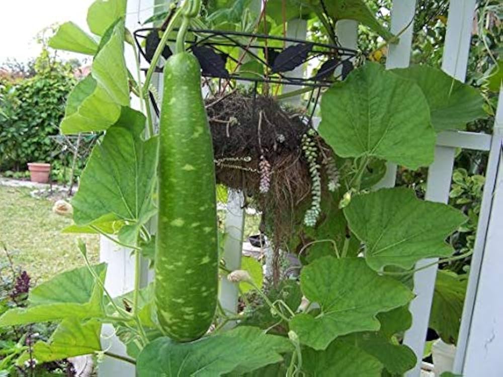 まだら模様のヒョウタン野菜の種