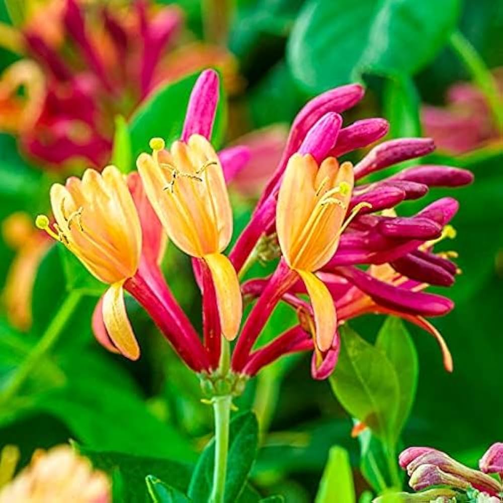 Mixed Honeysuckle Flower Seeds for Planting – Heirloom, Non-GMO, Easy to Grow, Fragrant