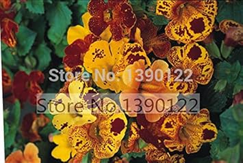 Mixed Mimulus seeds for Planting - Garden Favorite, Heirloom & GMO Free Seeds for Home Garden
Sale for planting in home garden