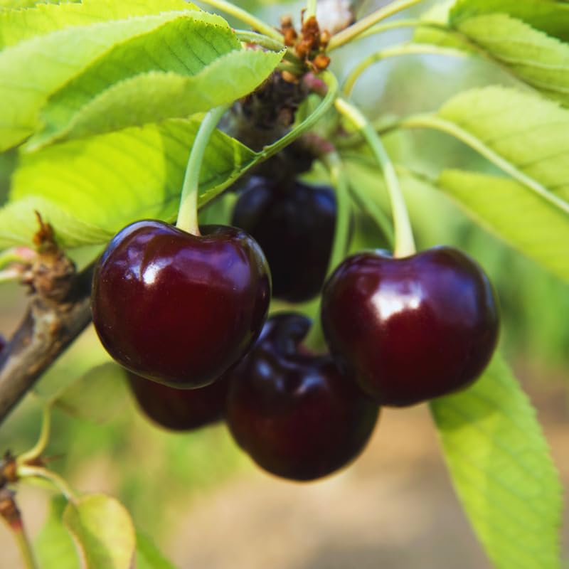 Semillas de cereza negra