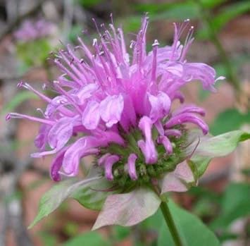 Purple Monarda Fistulosa Flower seeds for Planting - Sun Loving, Heirloom & GMO Free Seeds for Home Garden
Sale seeds for planting in home garden