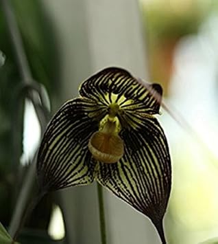 Black Dracula Flower seeds for Planting - Easy to Grow, Heirloom & GMO Free Seeds for Home Garden
Sale for planting in home garden